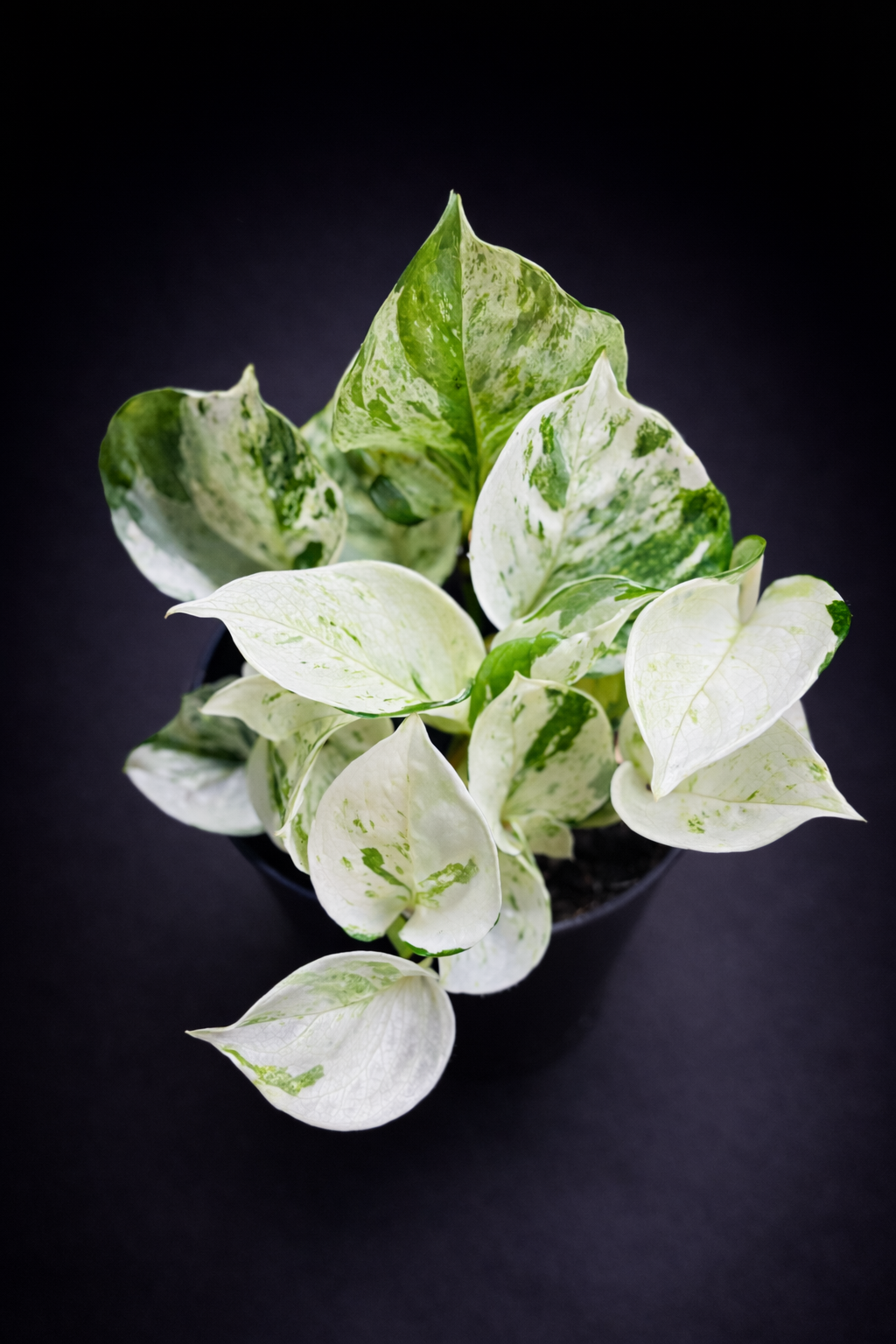 Epipremnum Happy Leaf