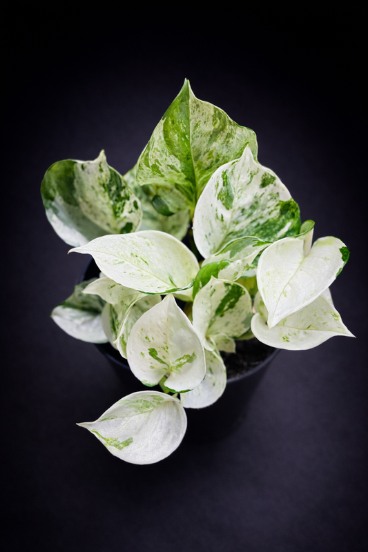 Epipremnum Happy Leaf