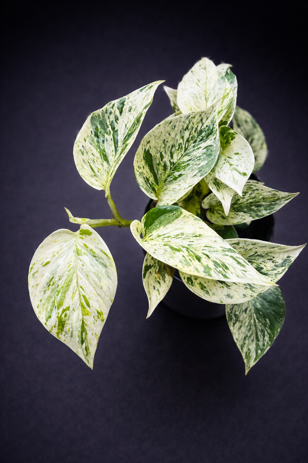 Epipremnum Marble Queen