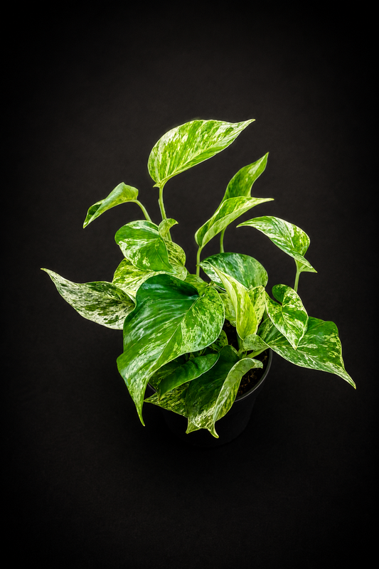 Epipremnum Marble Queen