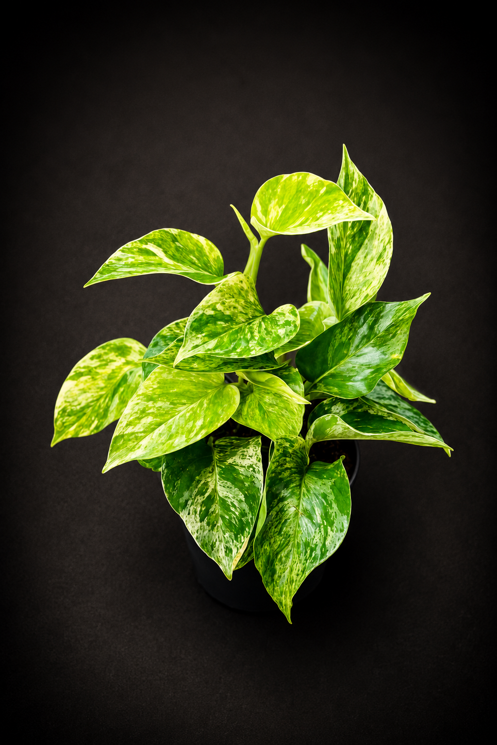 Epipremnum Marble Queen