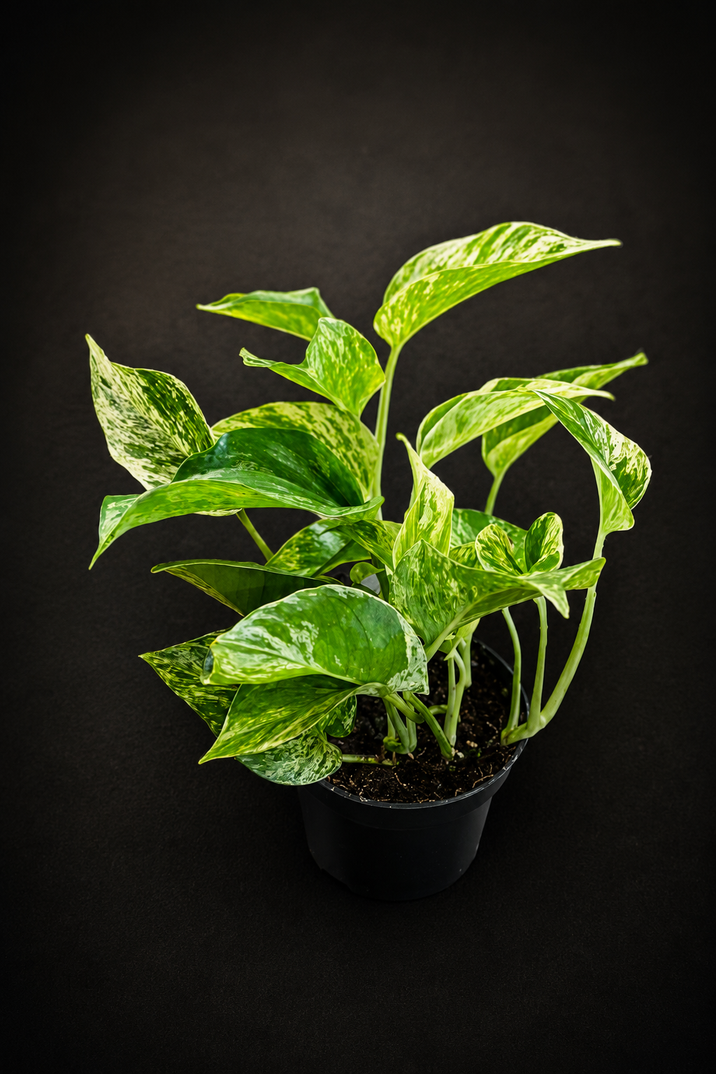 Epipremnum Marble Queen