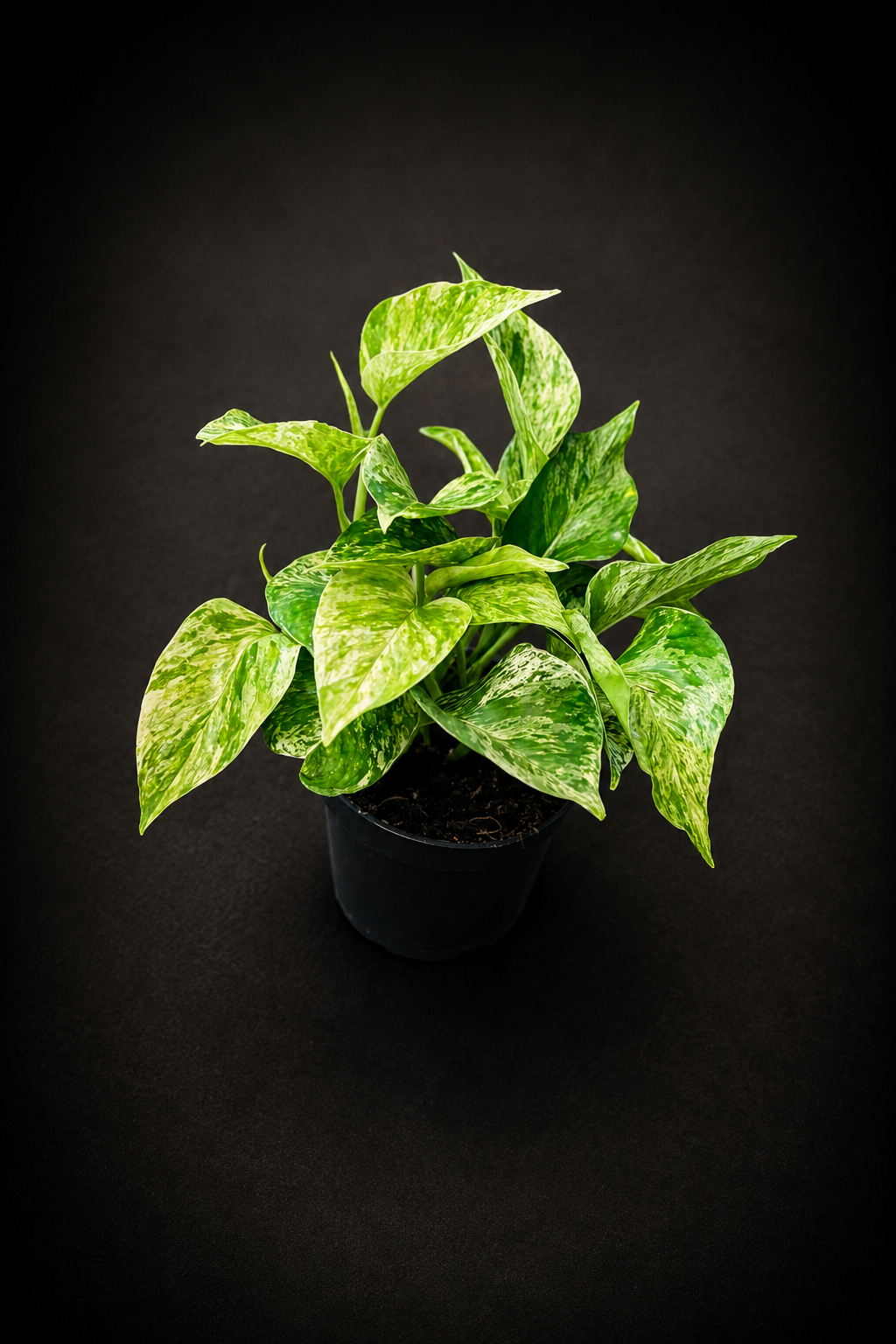 Epipremnum Marble Queen
