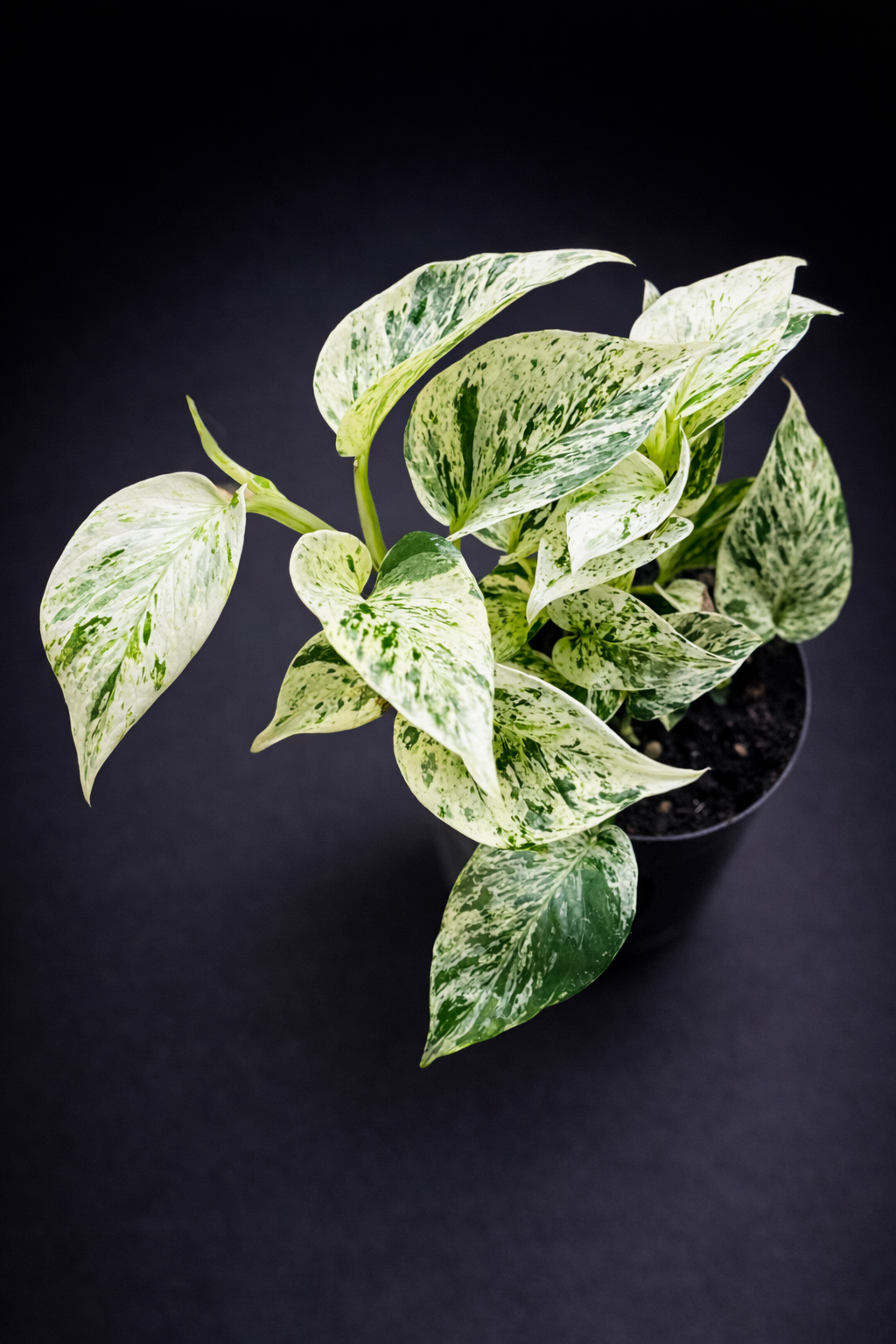 Epipremnum Marble Queen