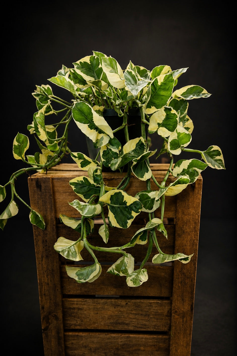 Epipremnum N'joy