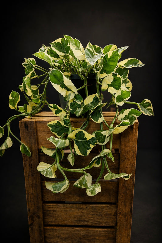 Epipremnum N'joy