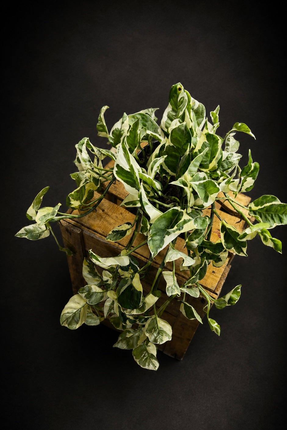 Epipremnum N'joy