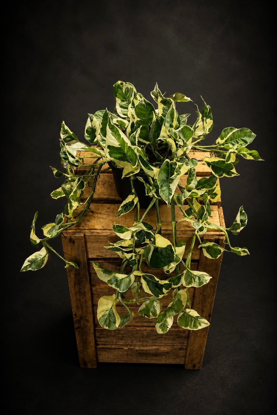 Epipremnum N'joy