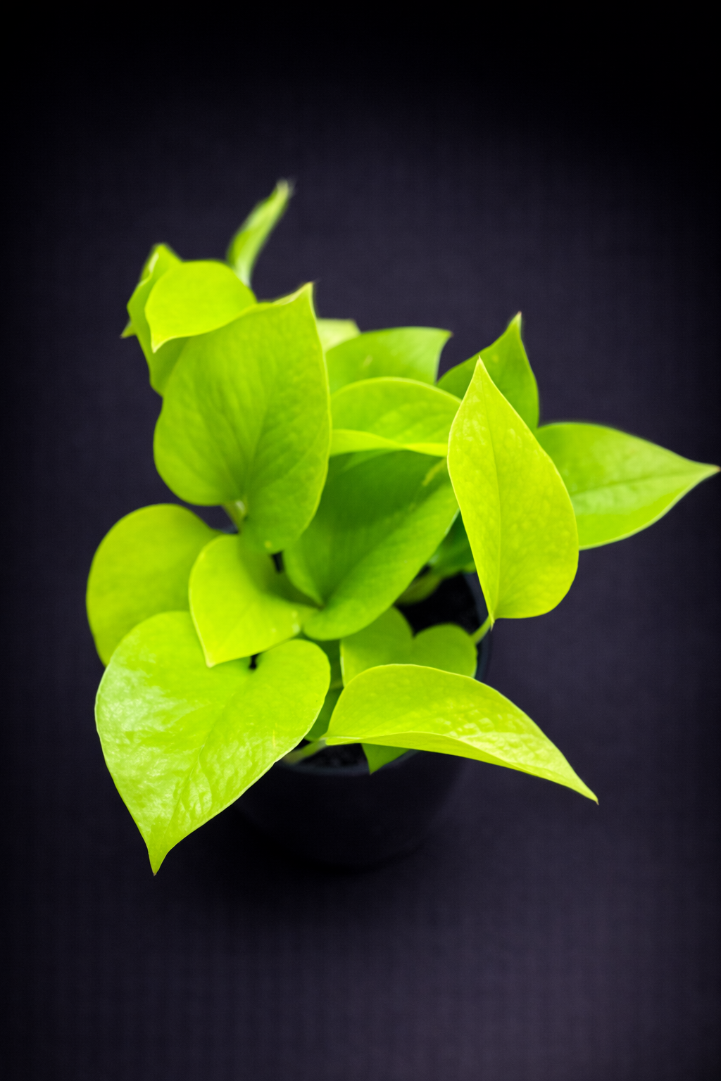 Epipremnum Neon