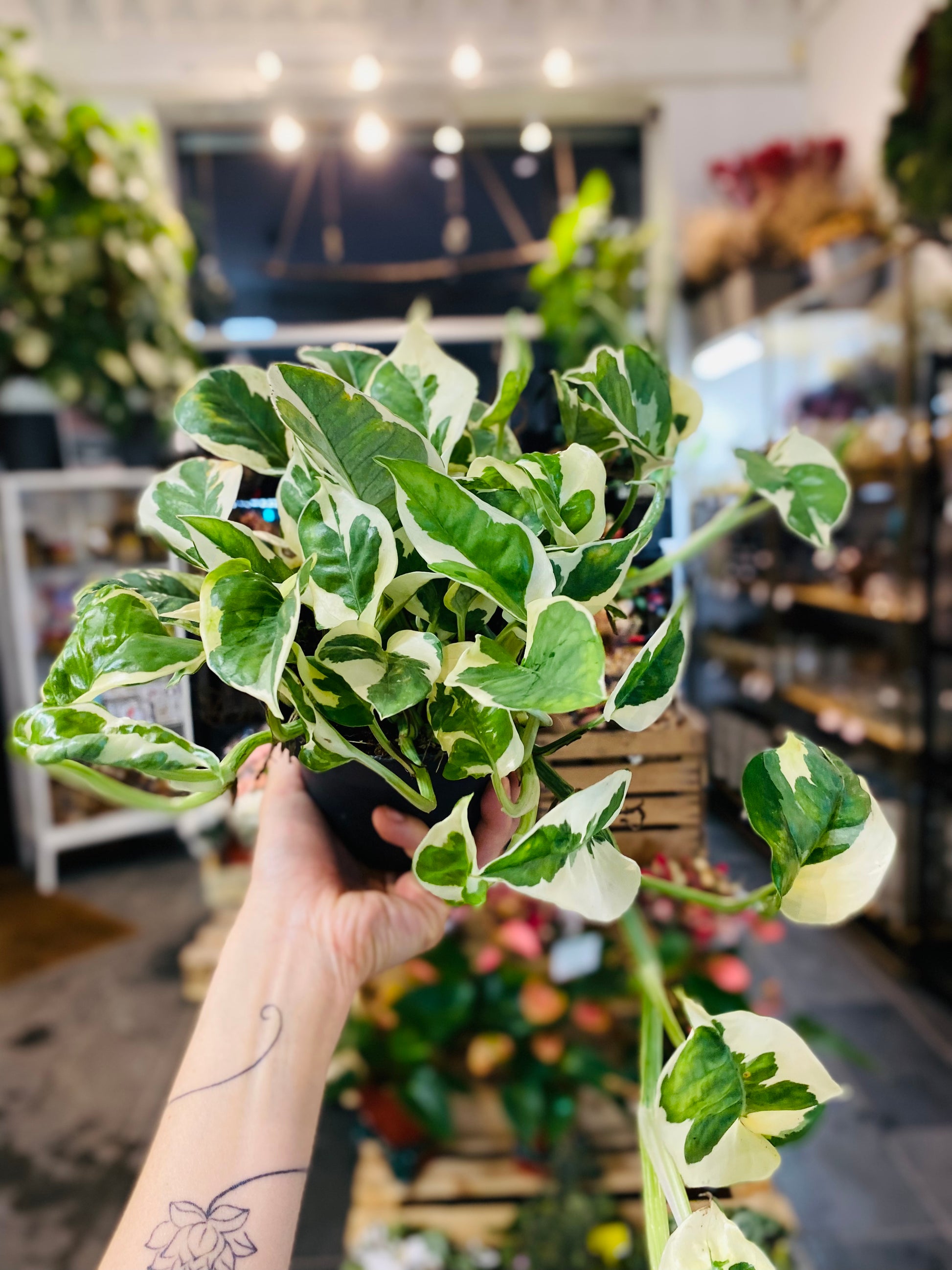 Epipremnum N'Joy: Enkel Eleganse for Hjemmet Ditt