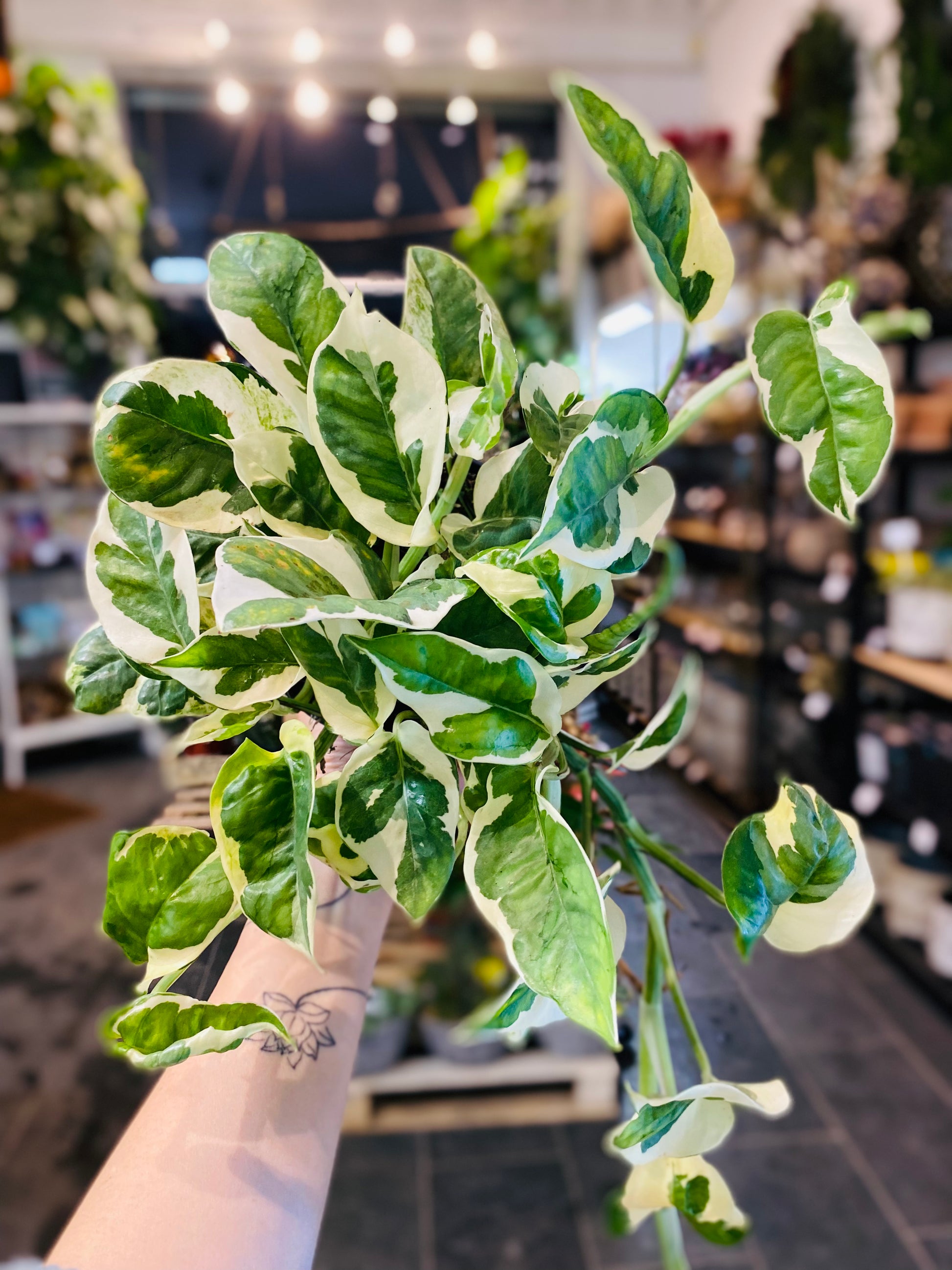 Epipremnum N'Joy: Enkel Eleganse for Hjemmet Ditt
