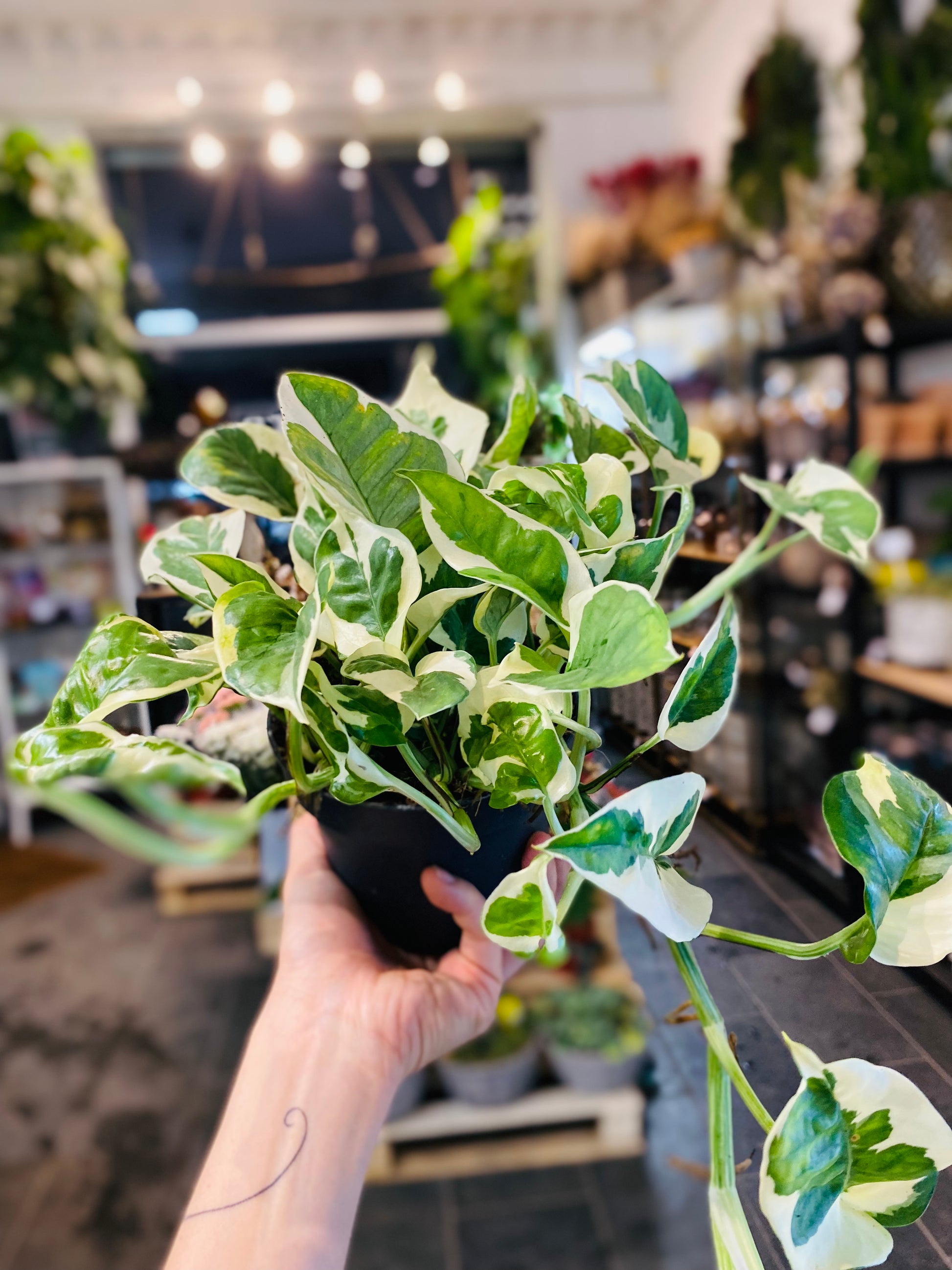 Epipremnum N'Joy: Enkel Eleganse for Hjemmet Ditt