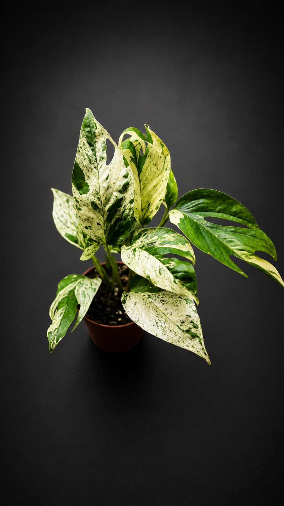 Epipremnum Pinnatum Marble Variegata