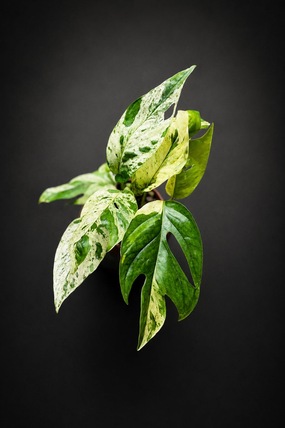 Epipremnum Pinnatum Marble Variegata