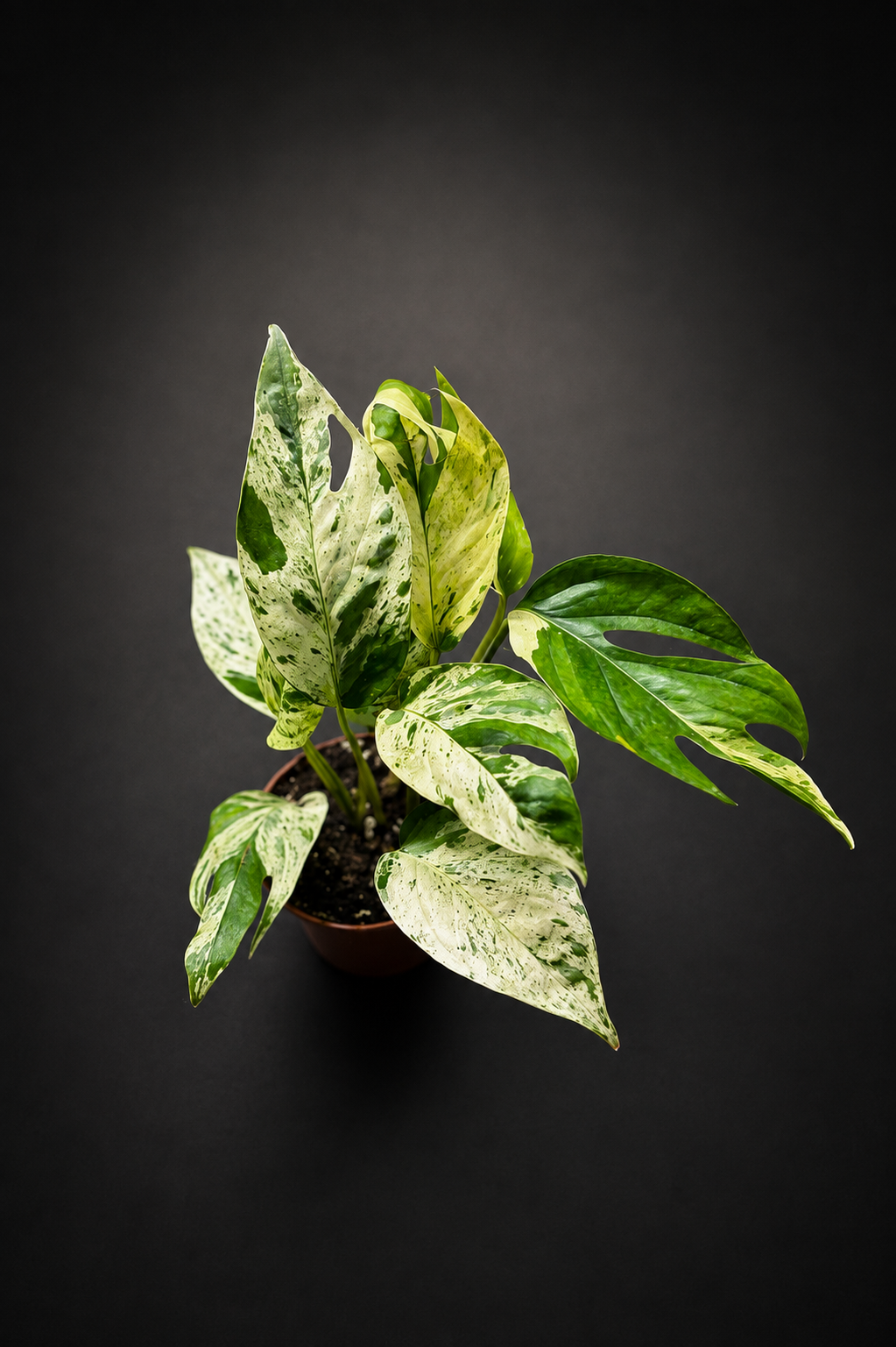 Epipremnum Pinnatum Marble Variegata