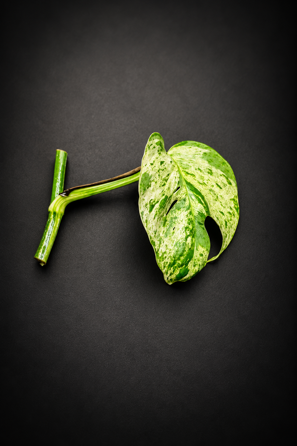 Epipremnum Pinnatum Marble Variegata - Side stikling