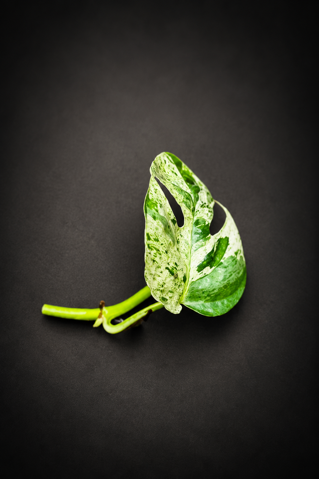 Epipremnum Pinnatum Marble Variegata - Side stikling