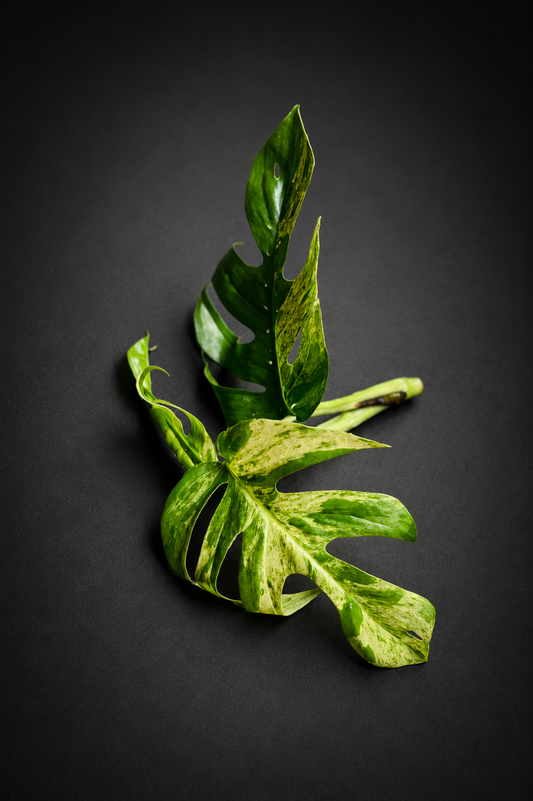 Epipremnum Pinnatum Marble Variegata - Topp stikling