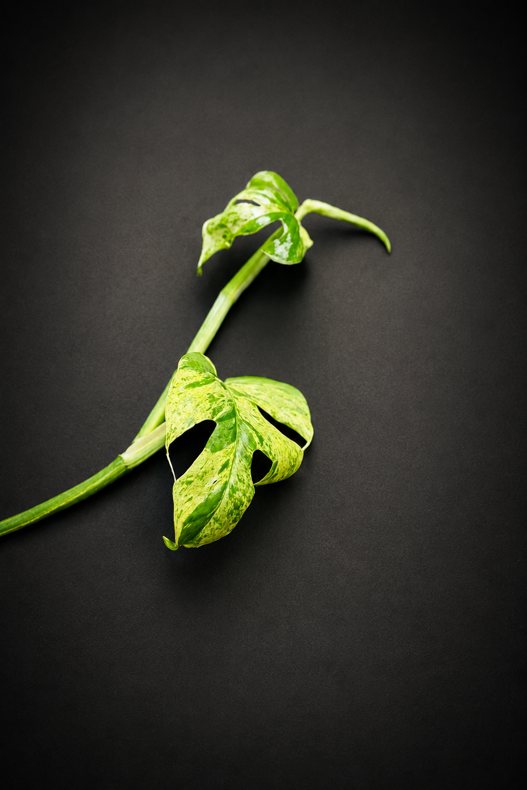 Epipremnum Pinnatum Marble Variegata - Topp stikling