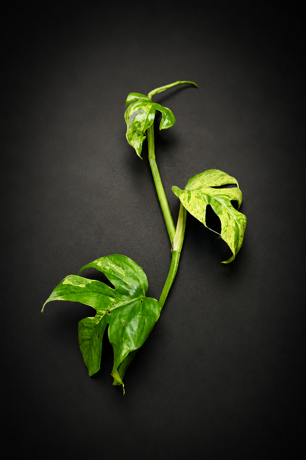 Epipremnum Pinnatum Marble Variegata - Topp stikling