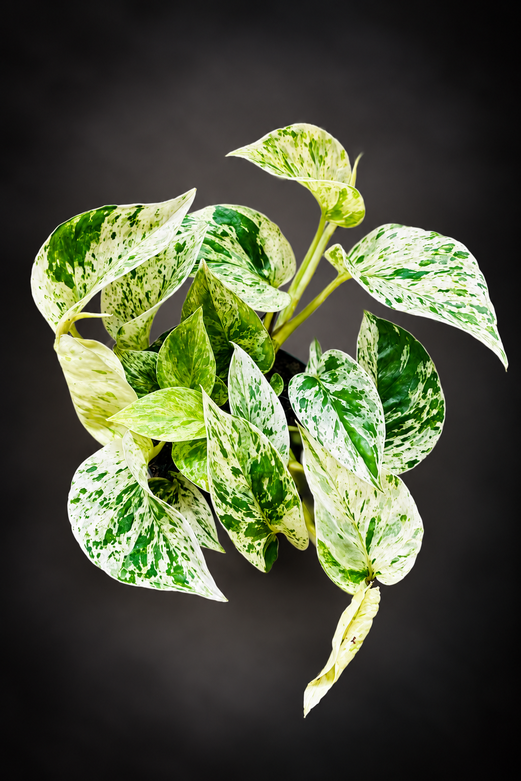 Epipremnum Marble Queen