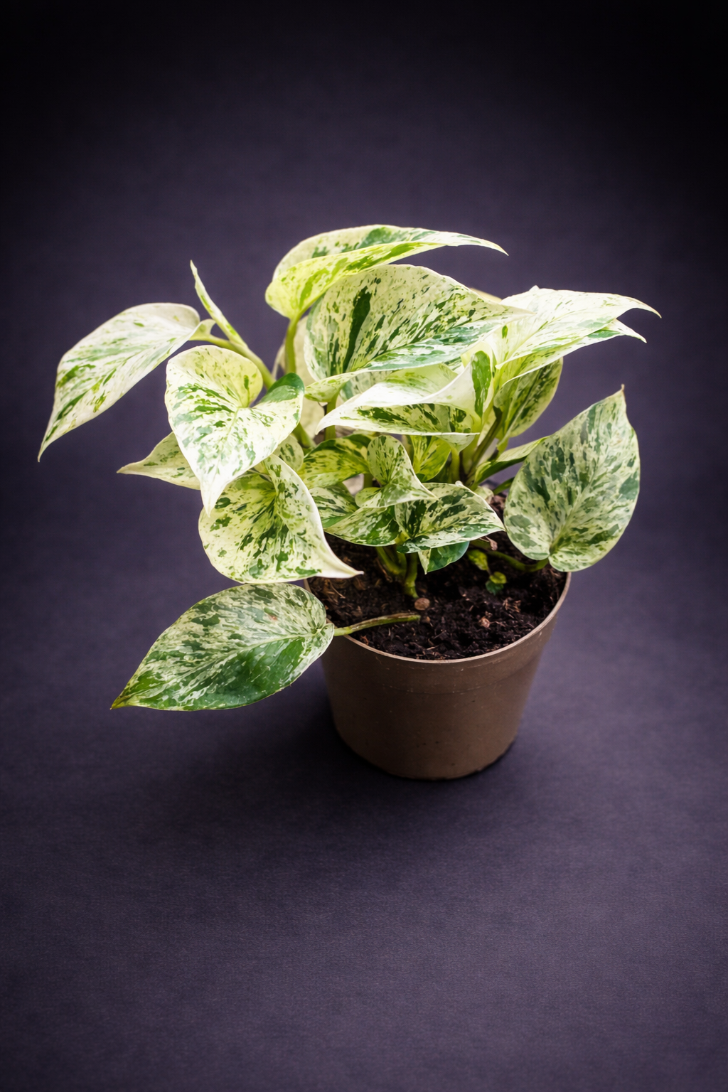 Epipremnum Marble Queen