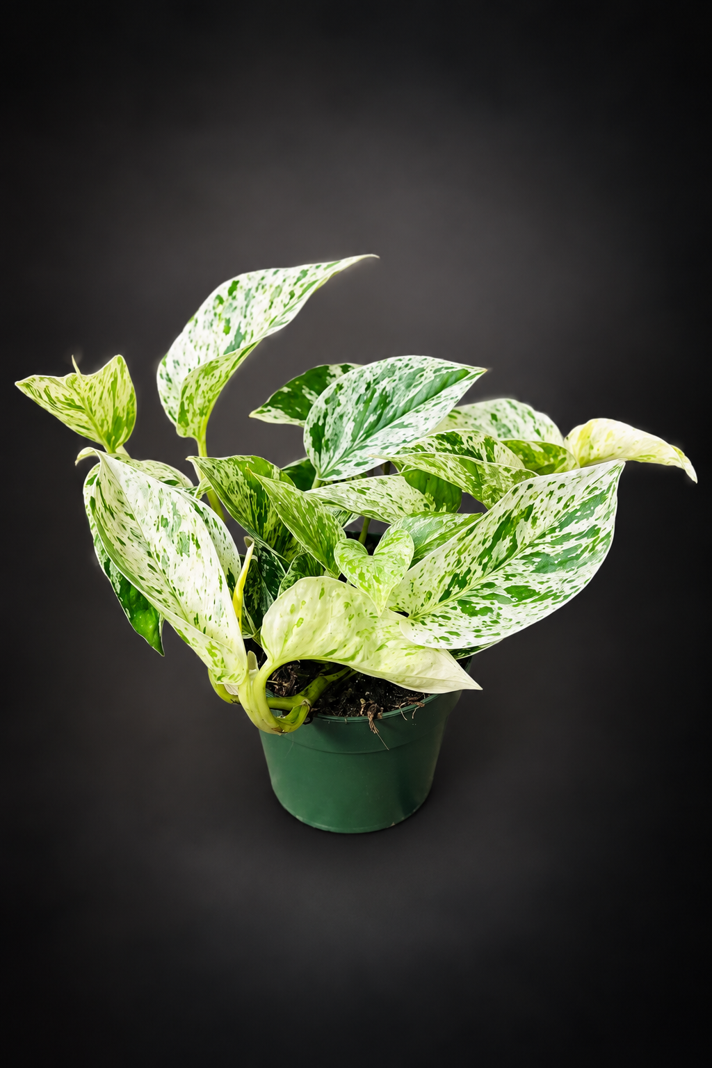 Epipremnum Marble Queen
