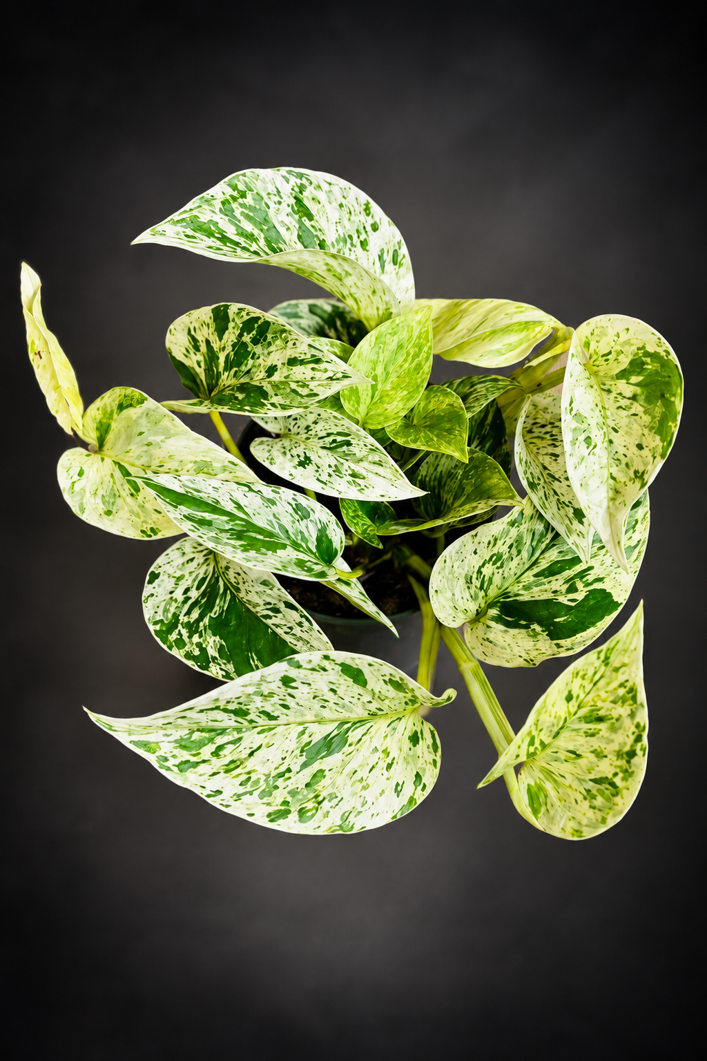 Epipremnum Marble Queen