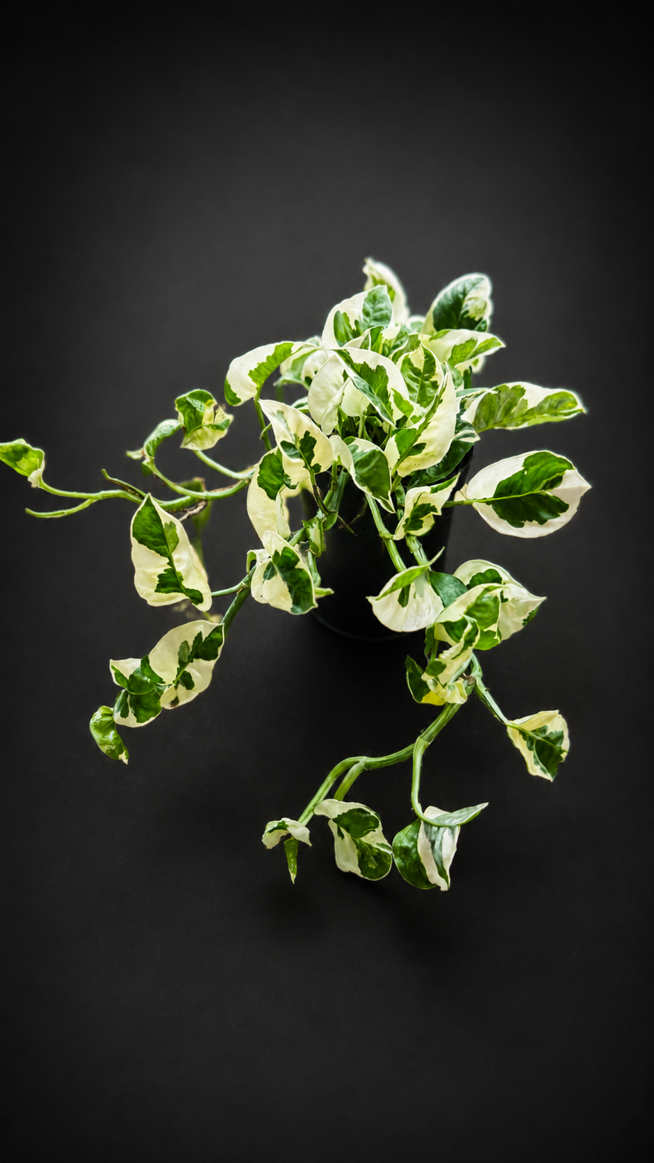 Epipremnum N'joy