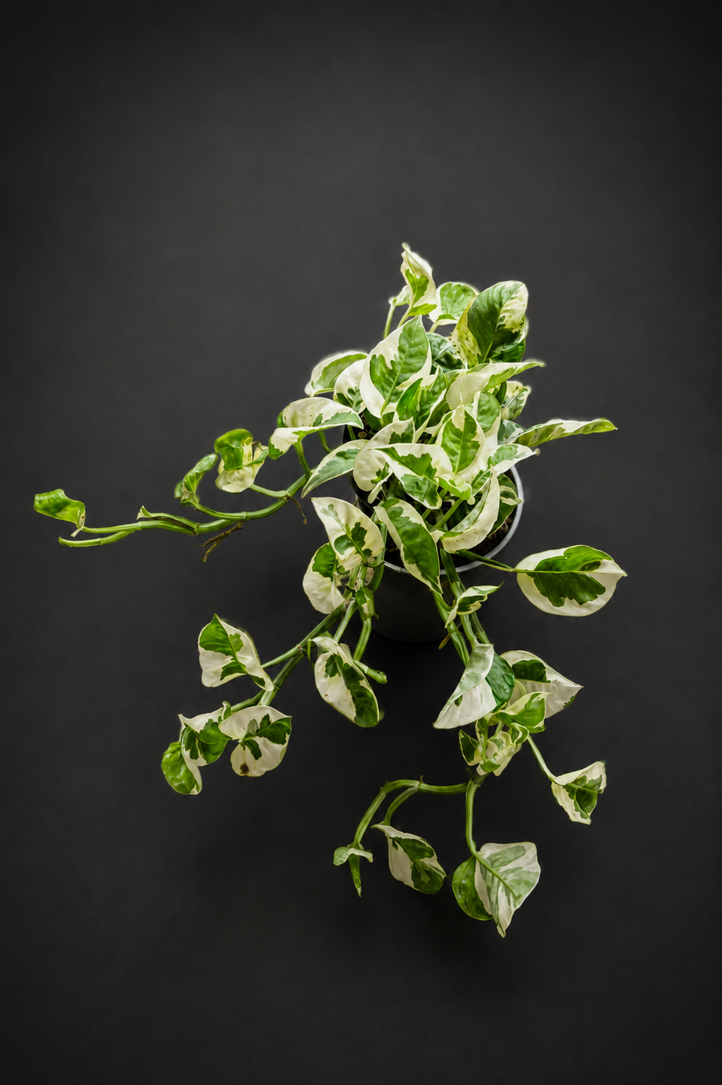 Epipremnum N'joy