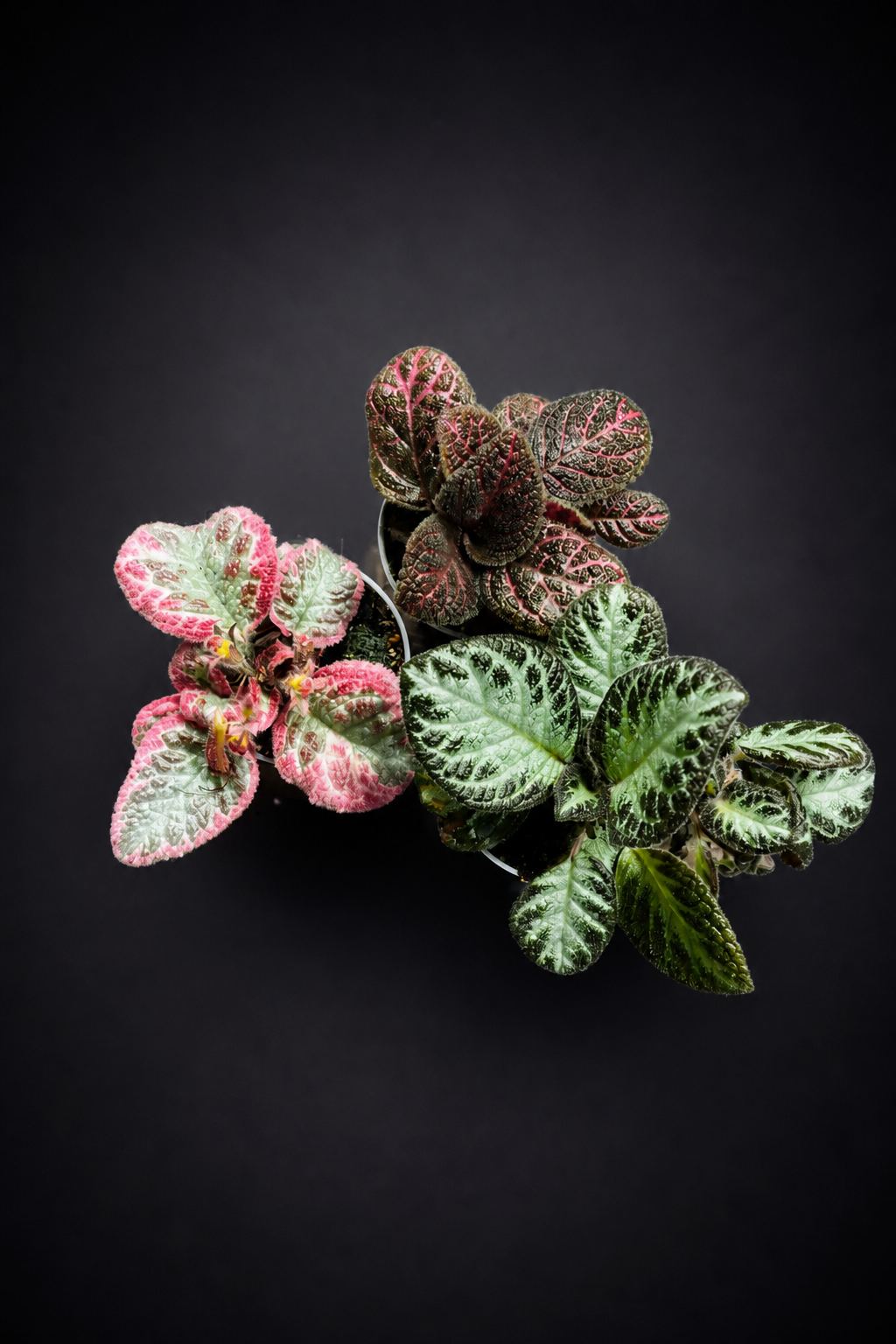 Episcia