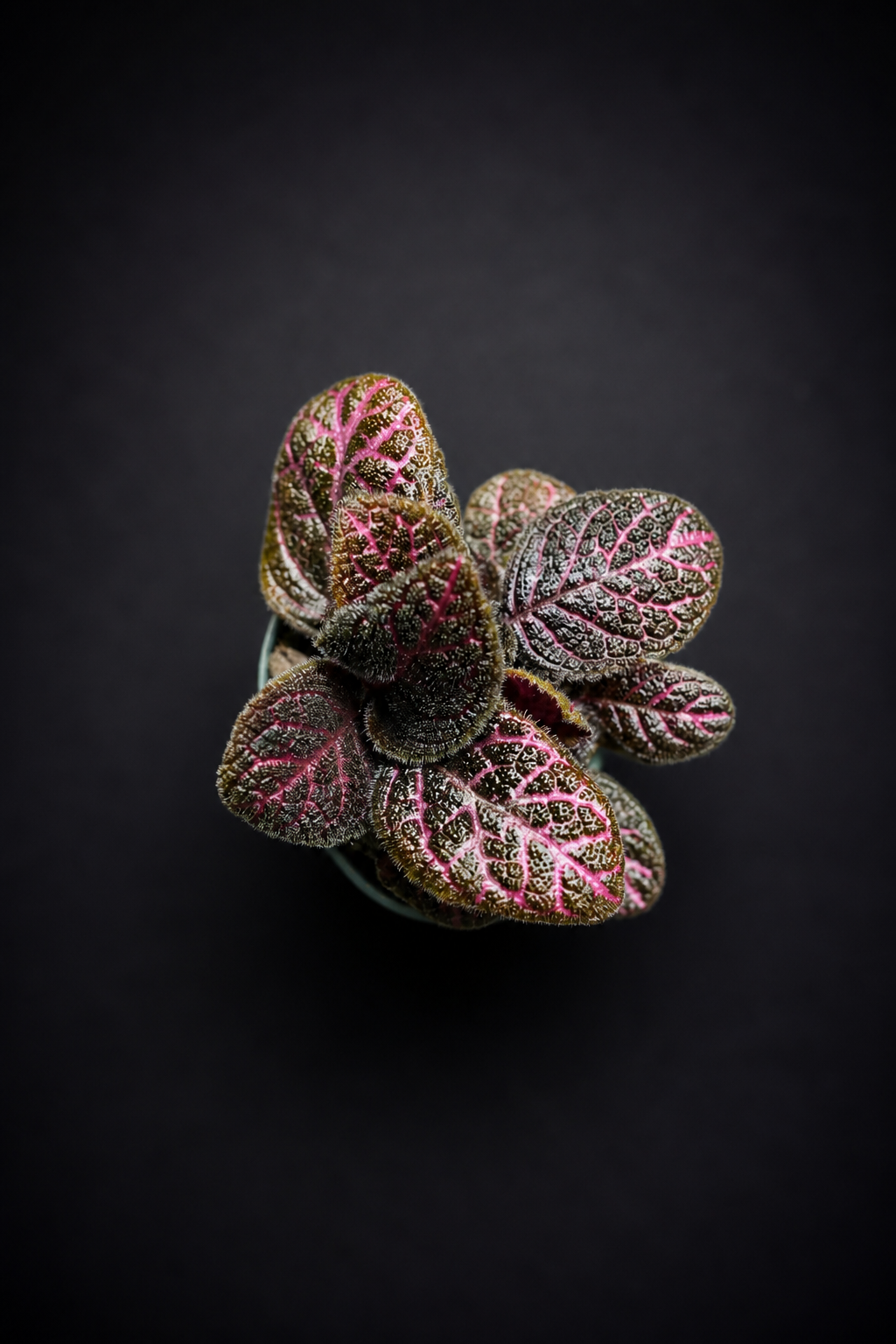 Episcia