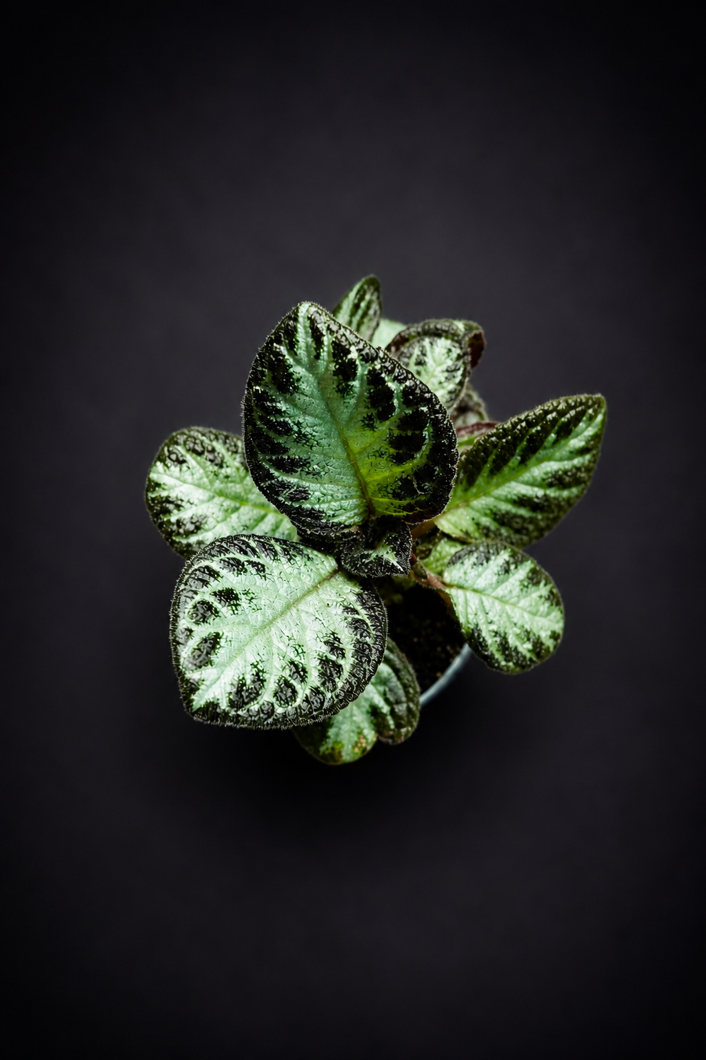Episcia
