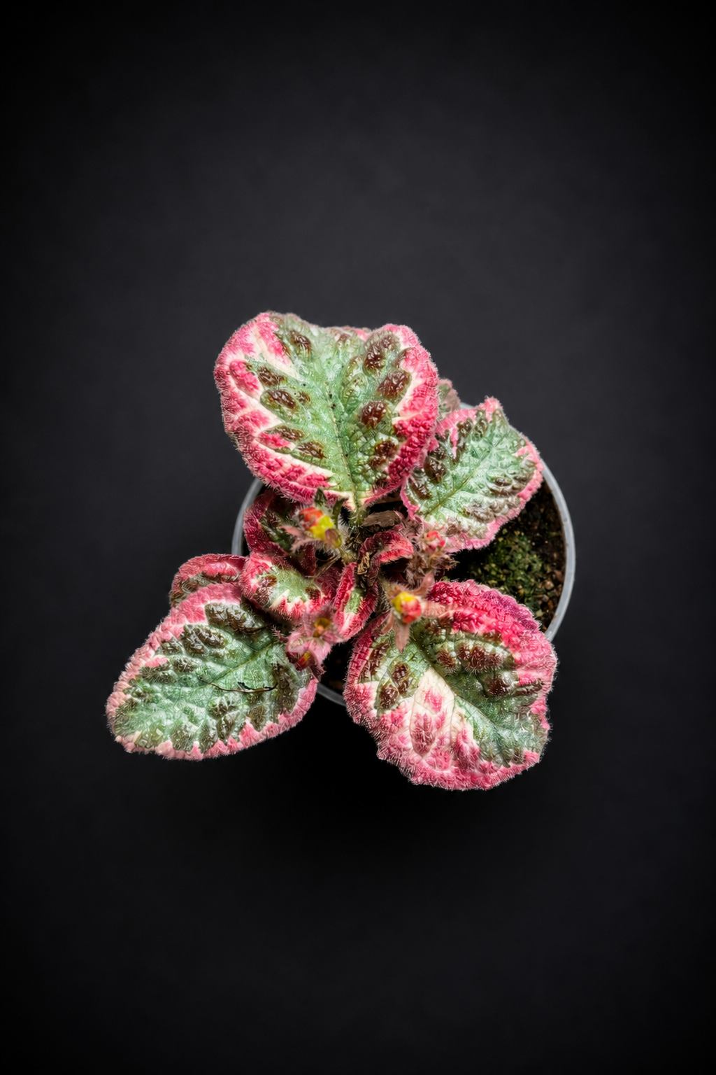 Episcia