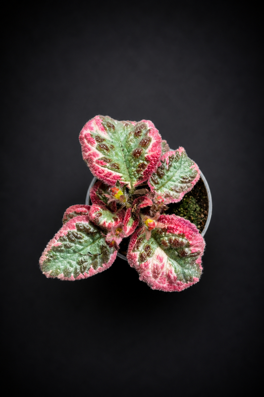 Episcia