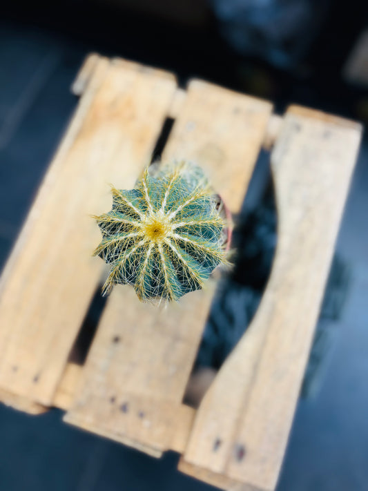 Eriocactus Magnificus