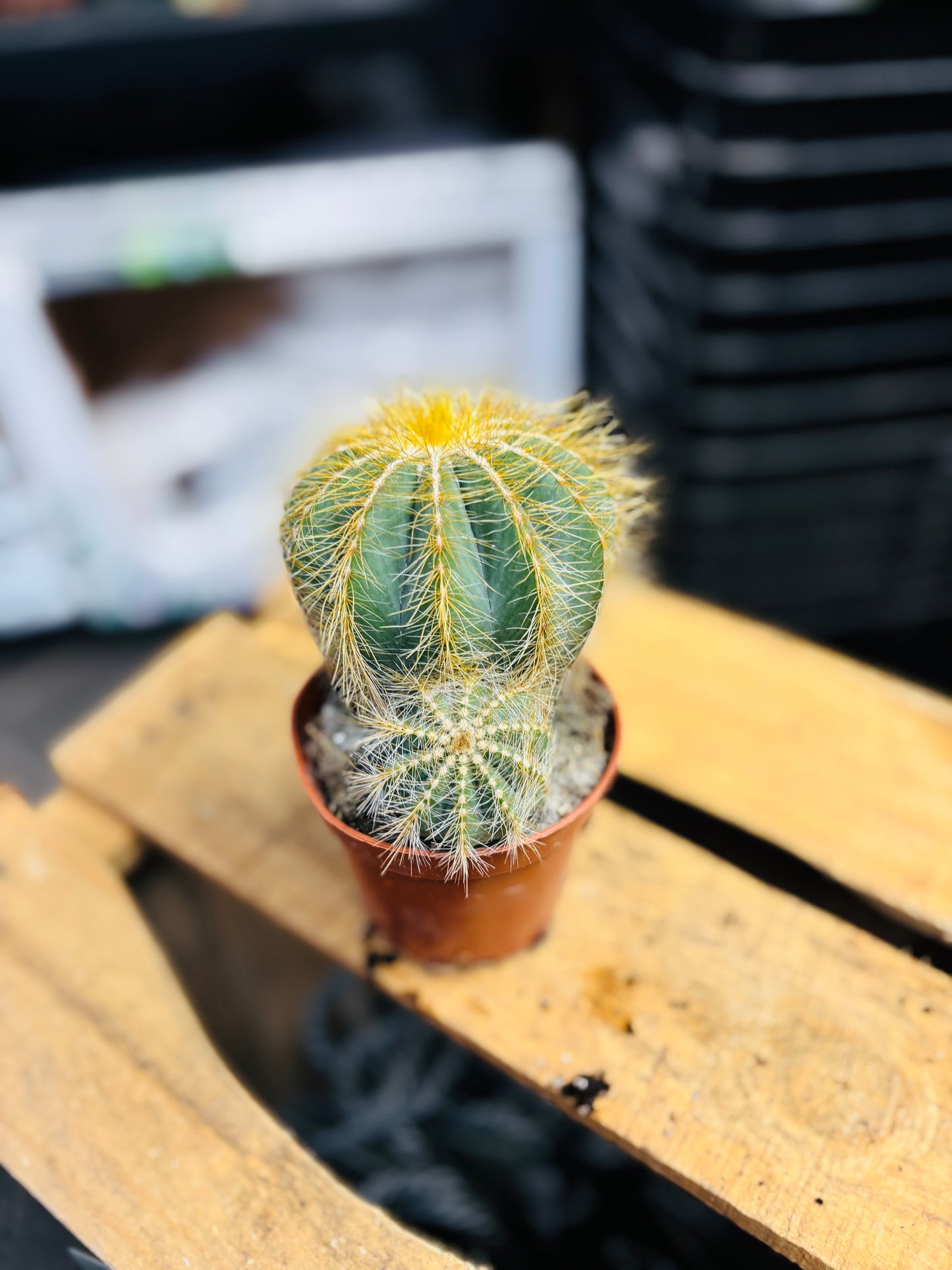 Eriocactus Magnificus