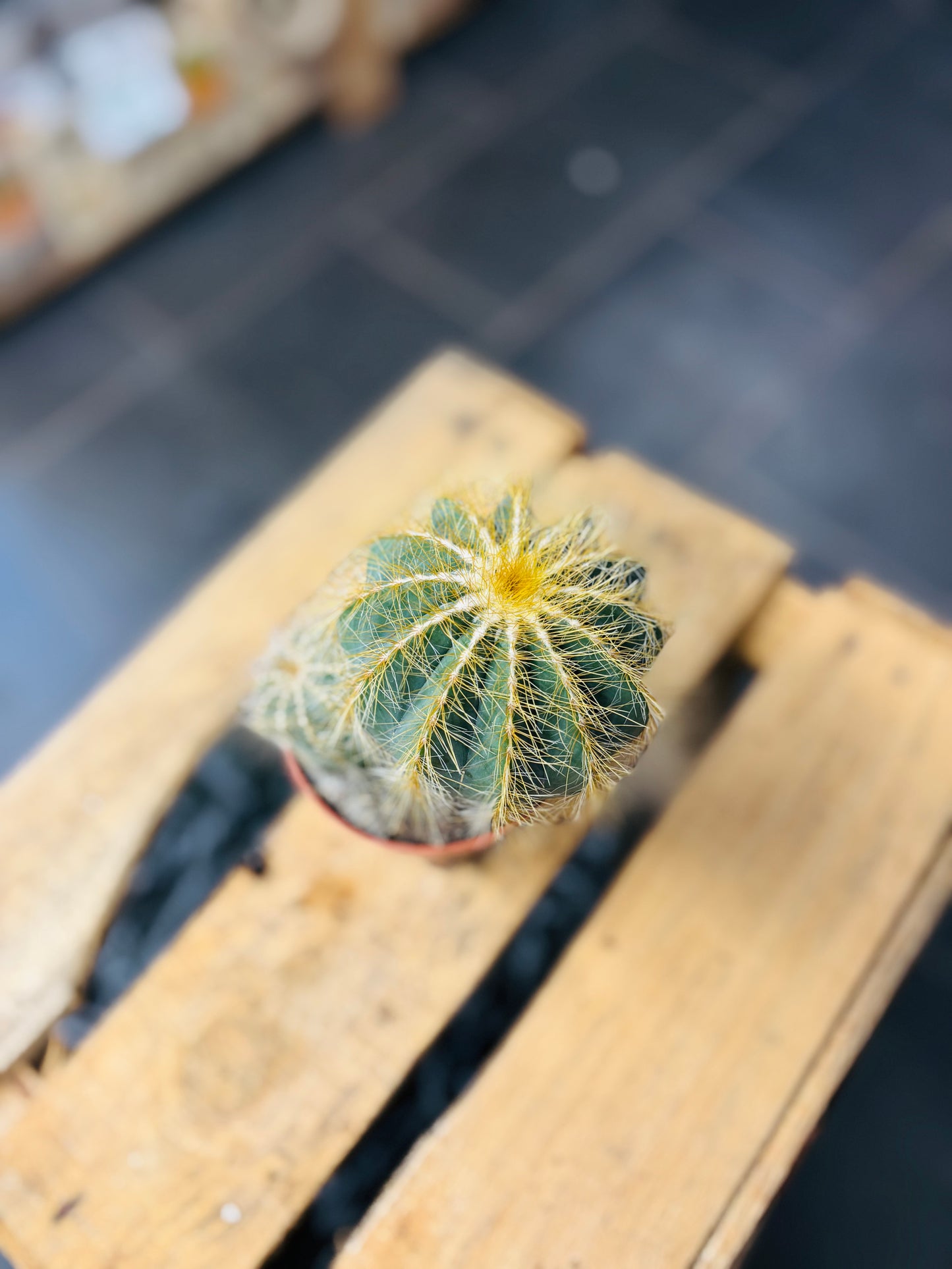 Eriocactus Magnificus
