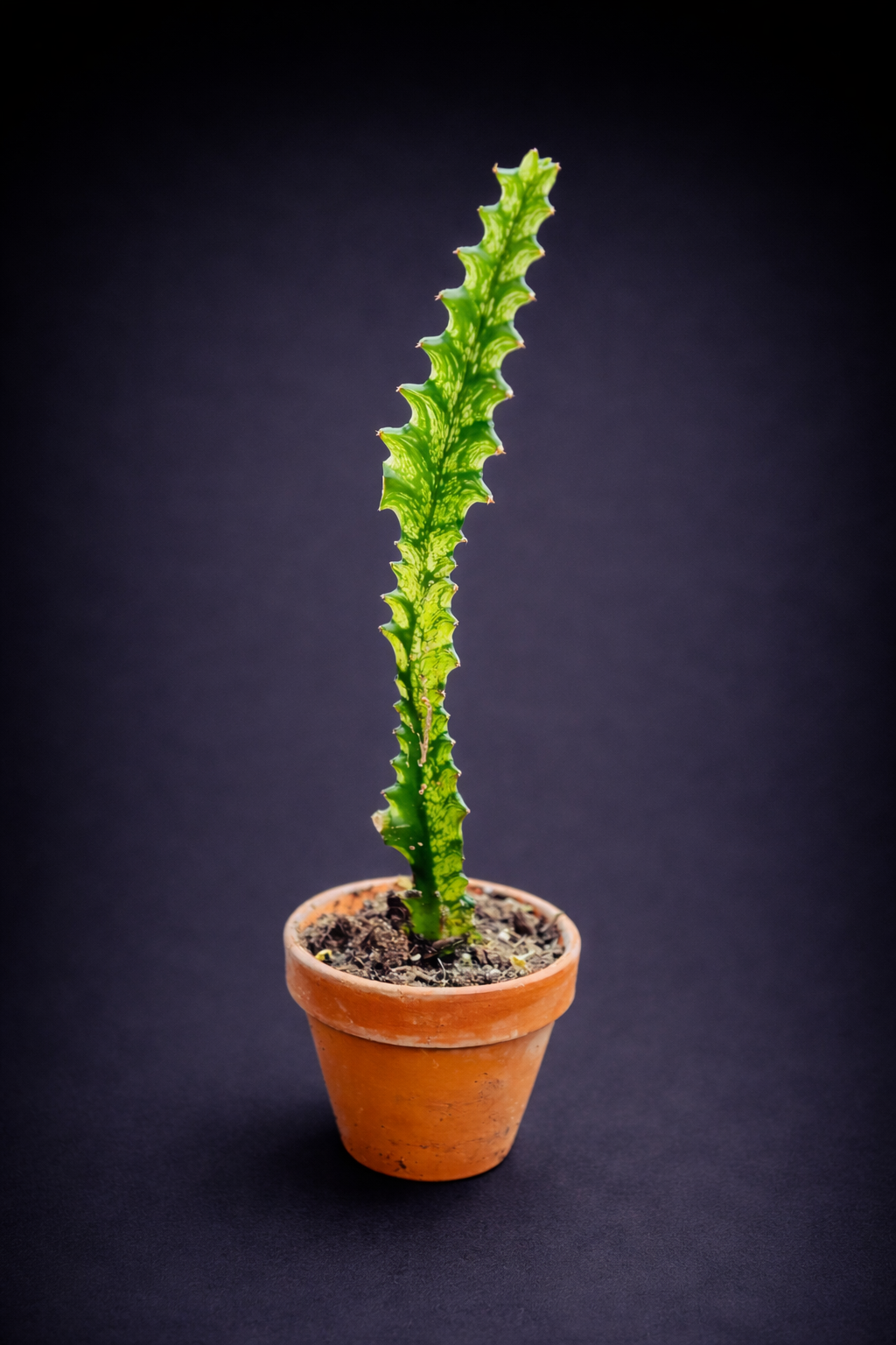 Euphorbia Lactea Variegata