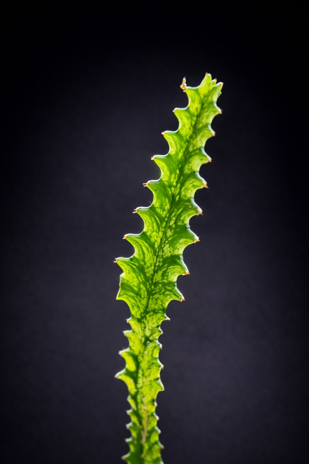 Euphorbia Lactea Variegata