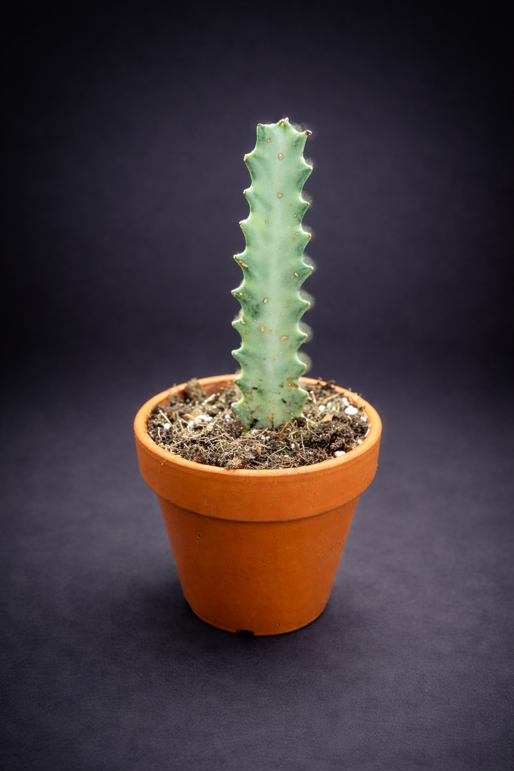 Euphorbia Lactea White Ghost