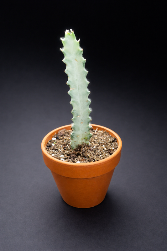 Euphorbia Lactea White Ghost