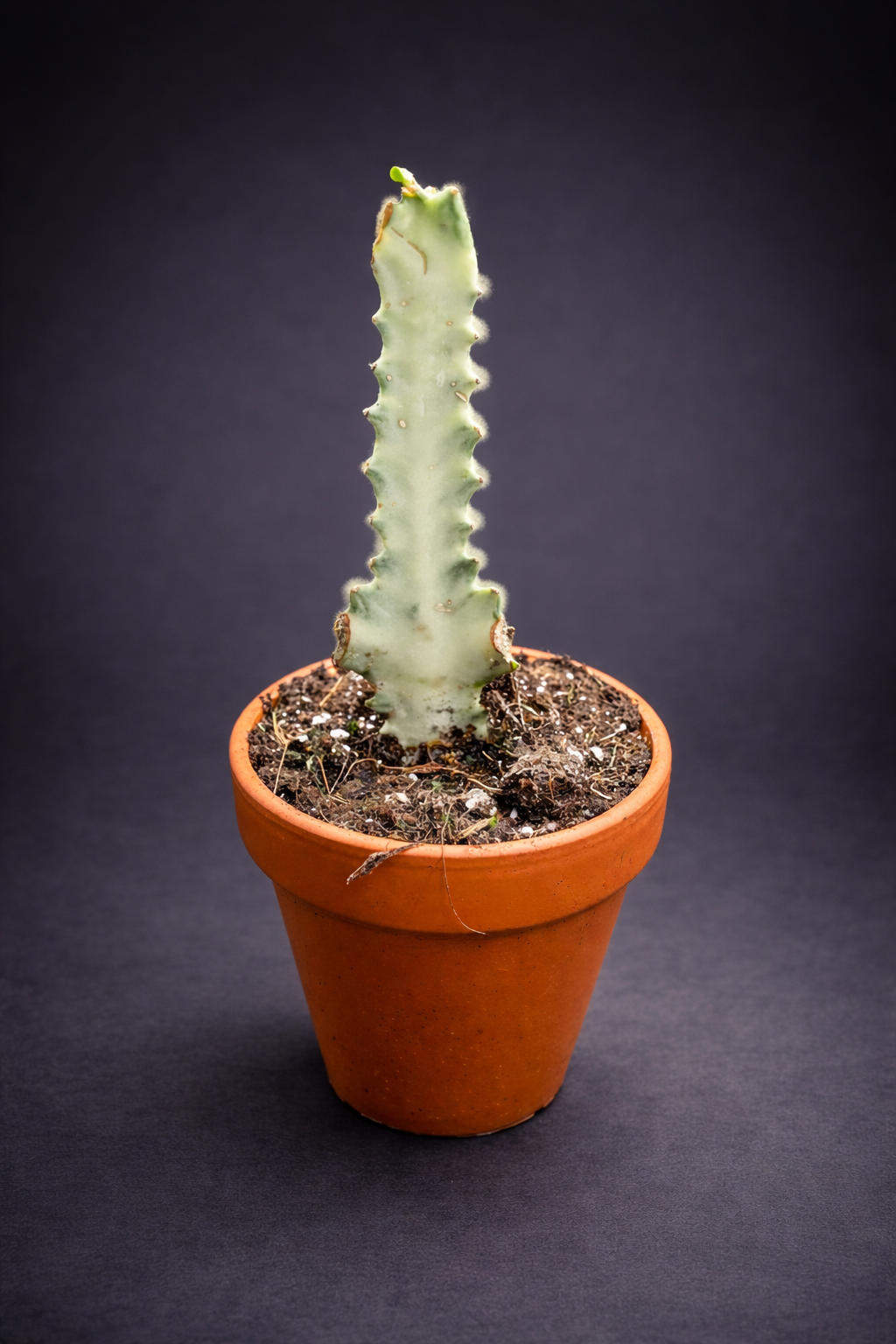 Euphorbia Lactea White Ghost