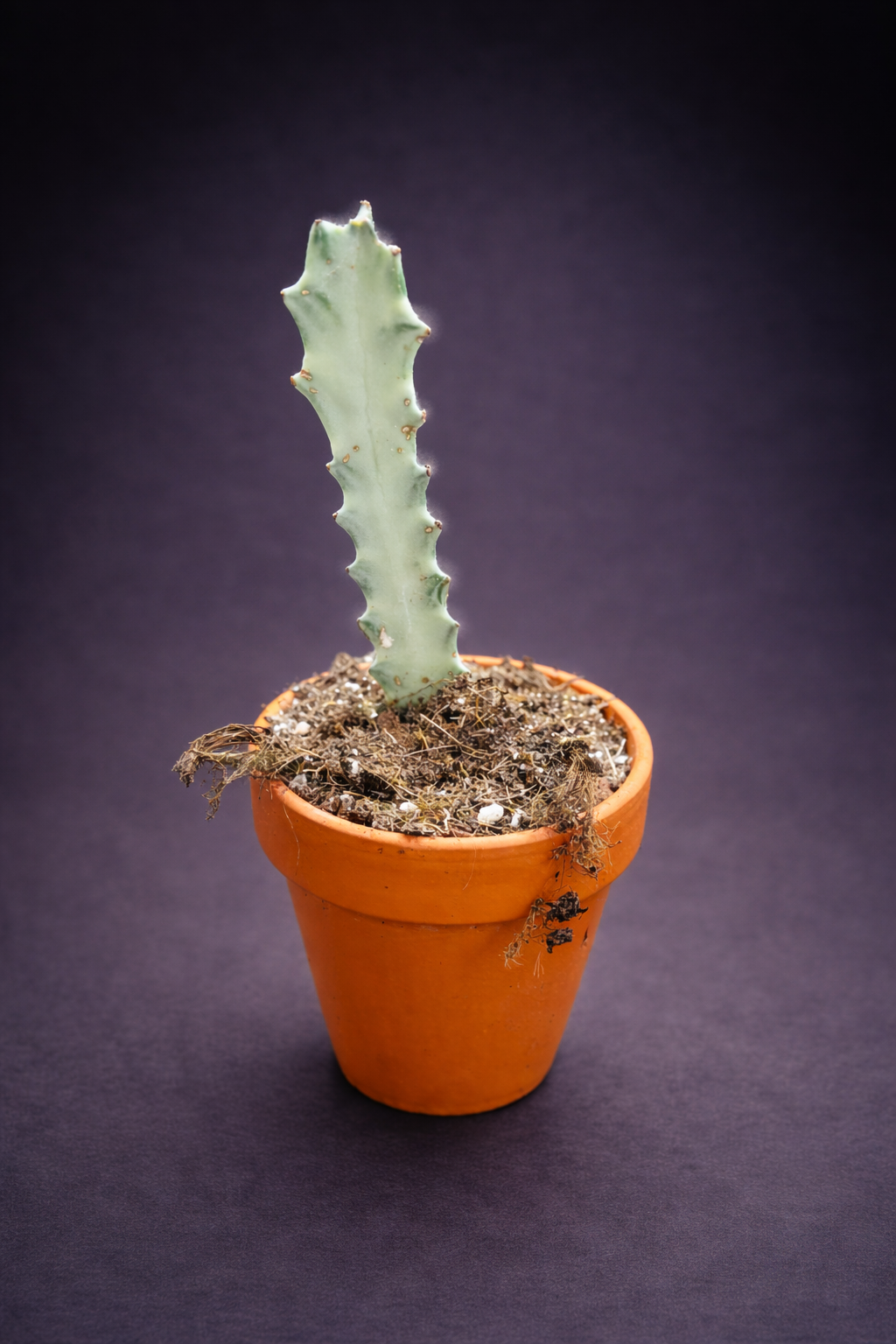 Euphorbia Lactea White Ghost