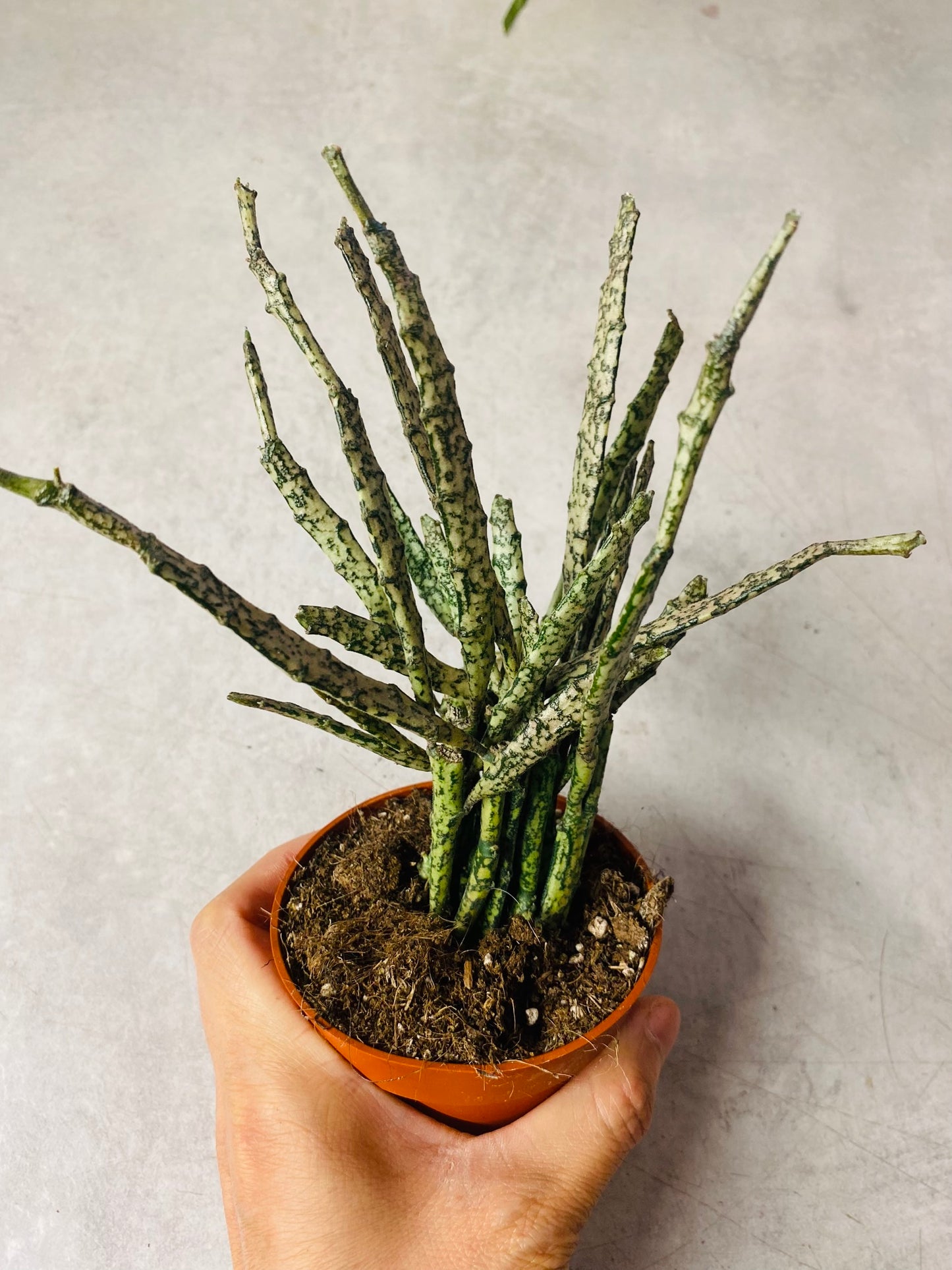 Euphorbia Platyclada