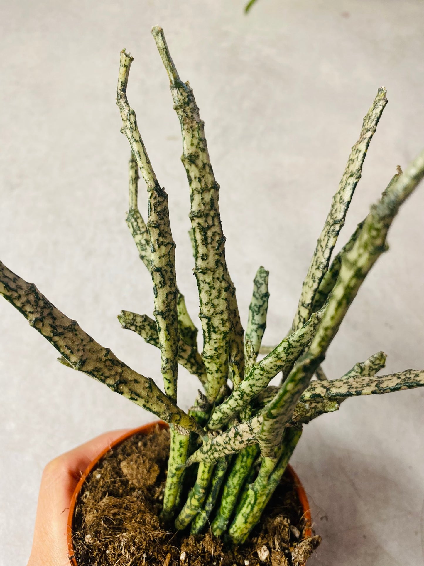 Euphorbia Platyclada