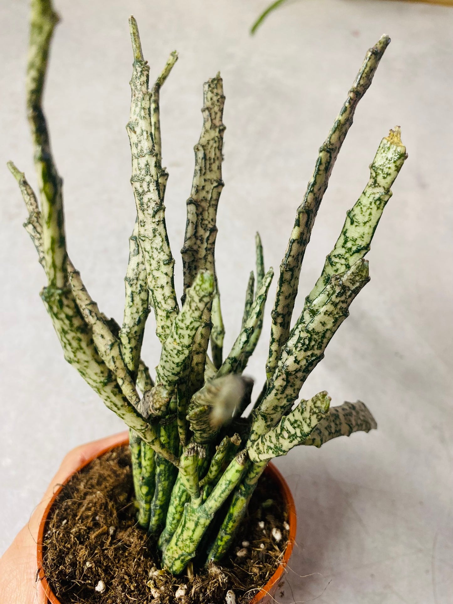 Euphorbia Platyclada