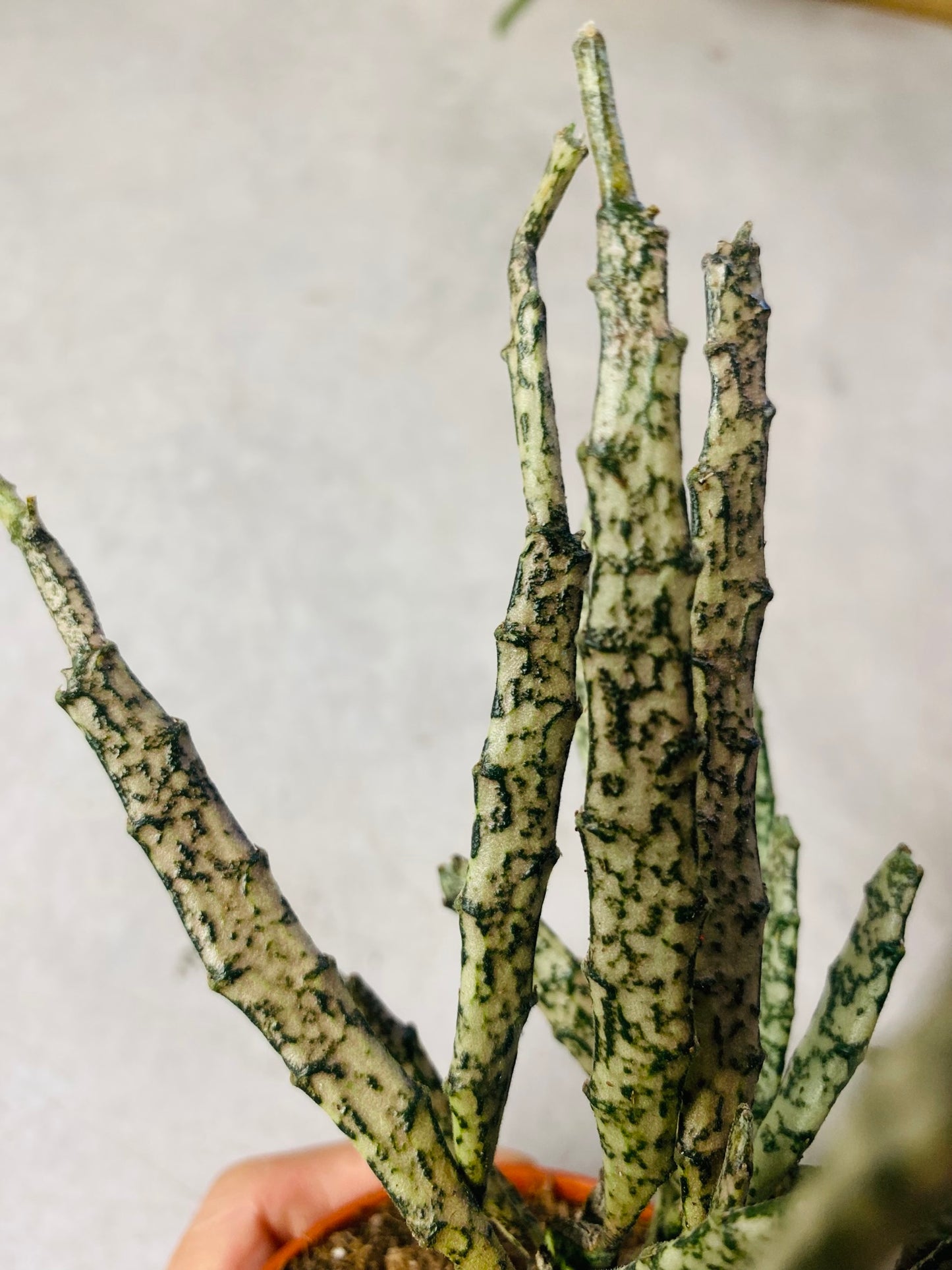 Euphorbia Platyclada