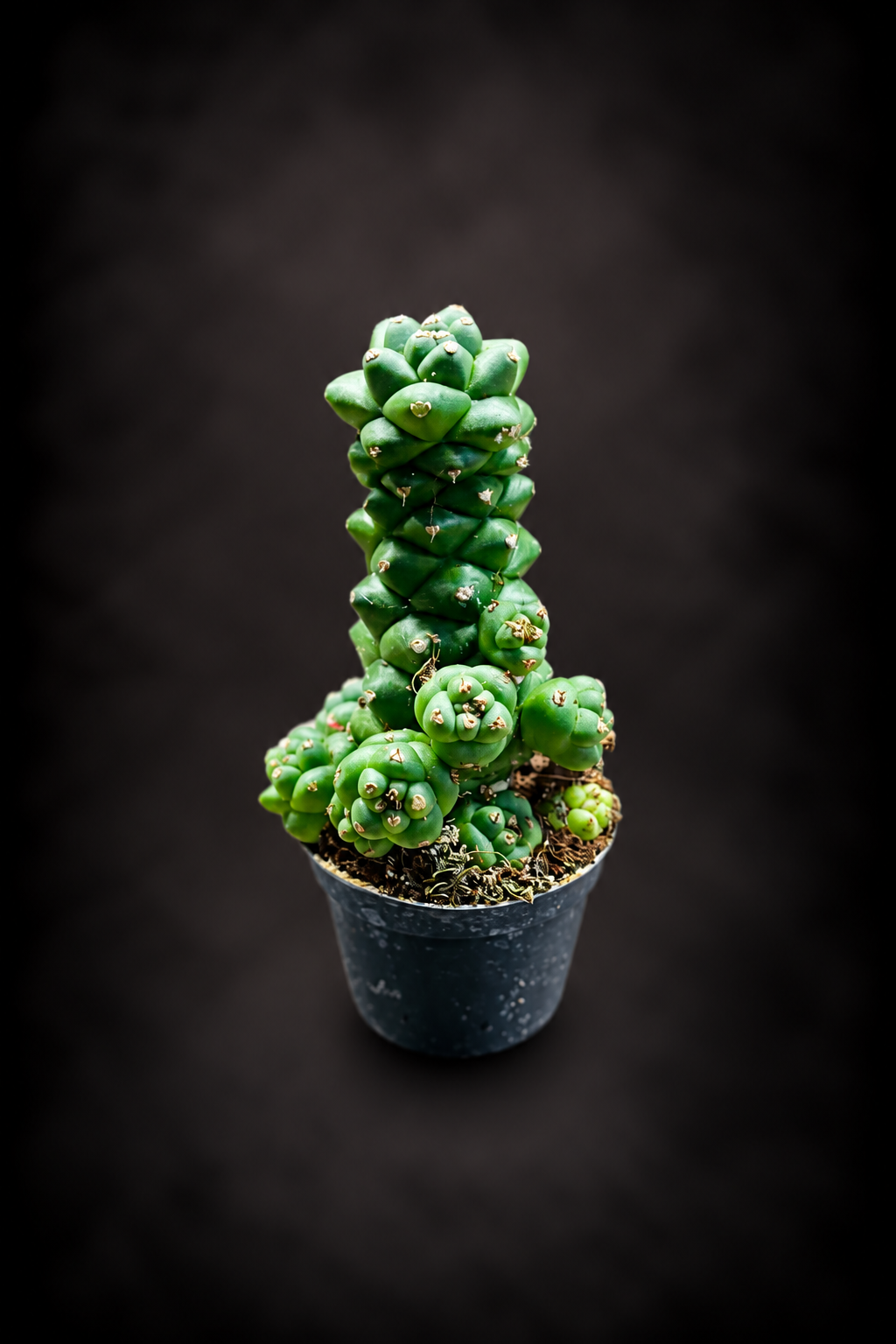 Euphorbia Ritchiei
