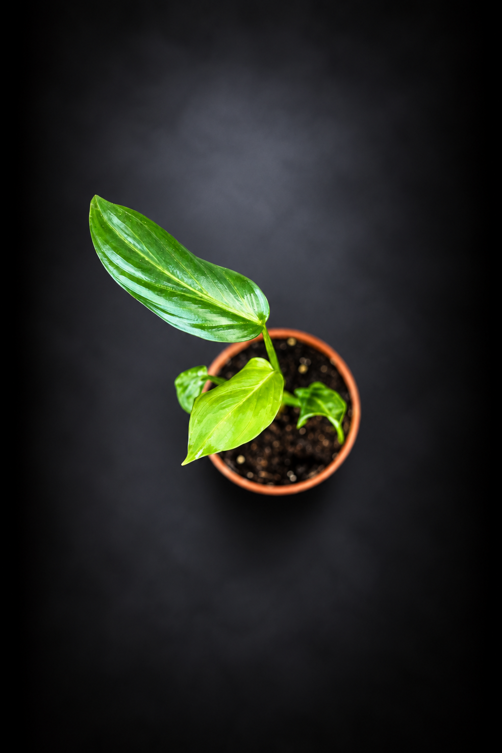 Philodendron Gloriosum
